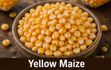 Yellow Maize